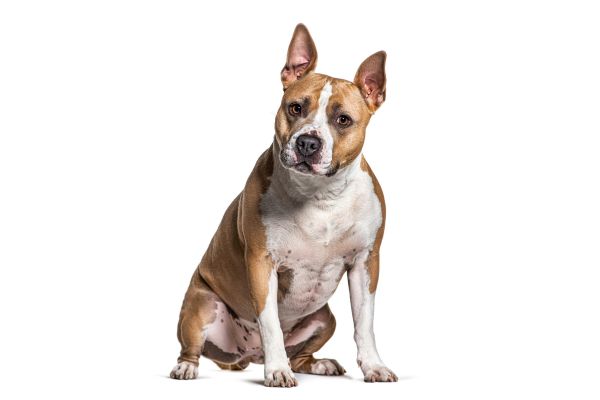 Photo d'un american staffordshire terrier assis avec les oreilles relevées