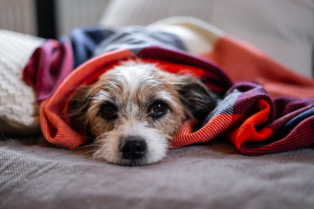 Chiot allongé recouvert par une couverture