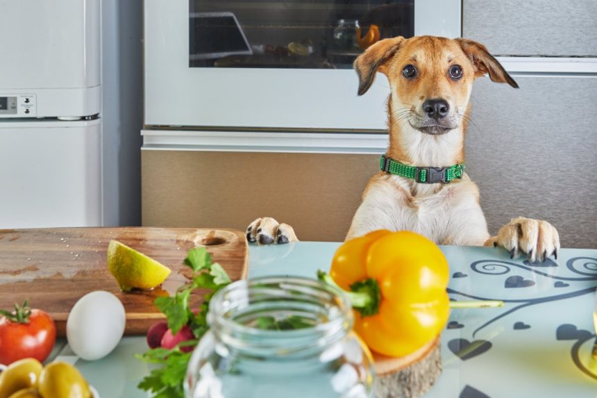 aliment-toxique-chiens
