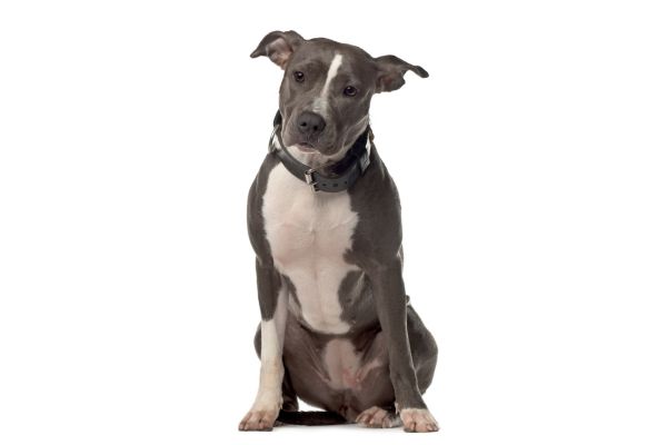 Photo d'un pitbull assis