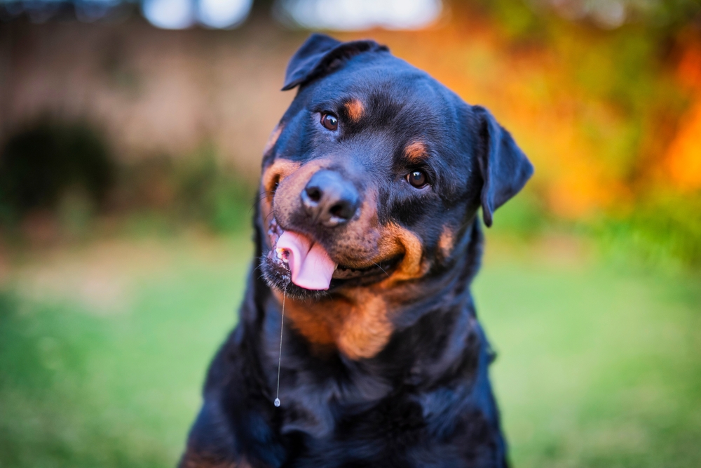 chien qui bave