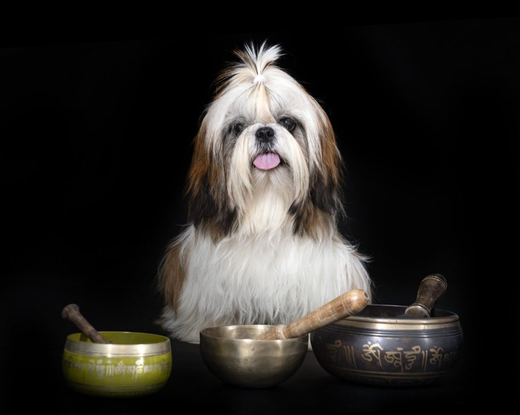doser ration chien
