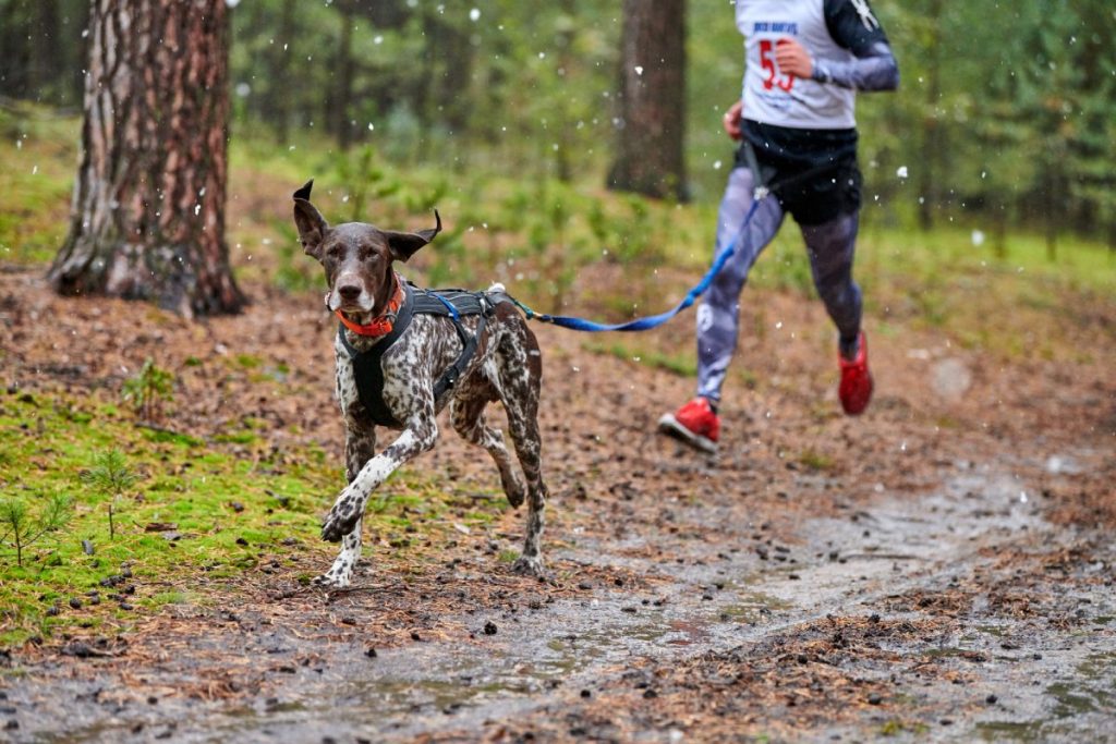 canicross-chien