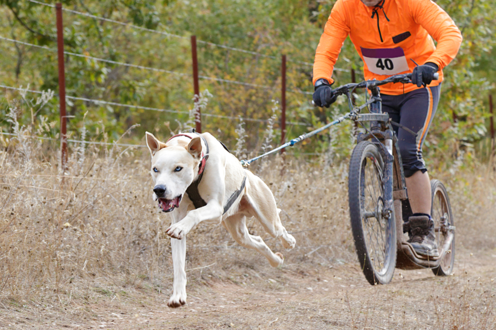 caniVTT sport canin