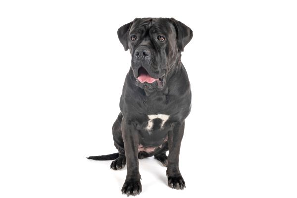 Photo d'un cane corso noir assis gueule ouverte
