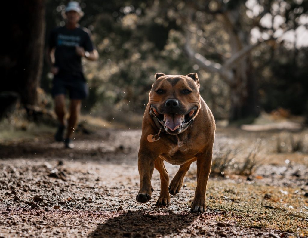 chien-court-avec-maitre