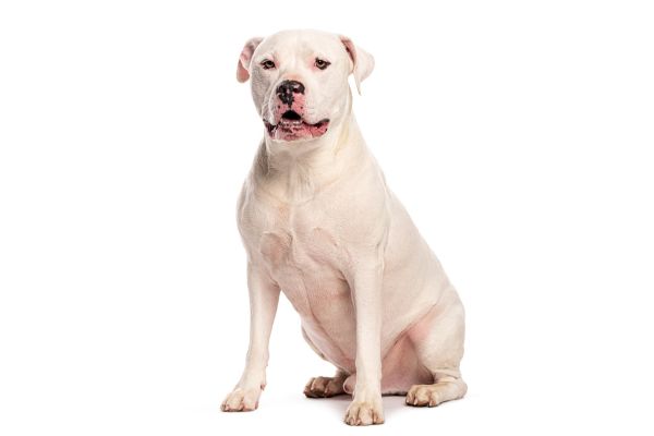 Photo d'un dogue argentin assis