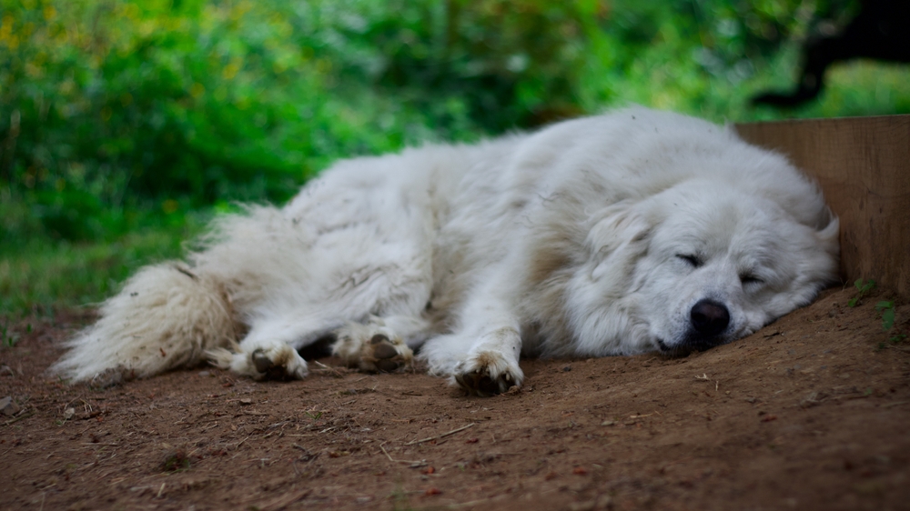 chien dort épuisé
