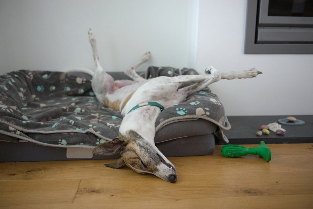 chien dort dans son panier