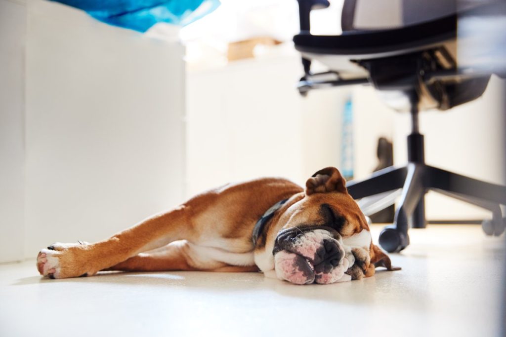 chien dort sieste