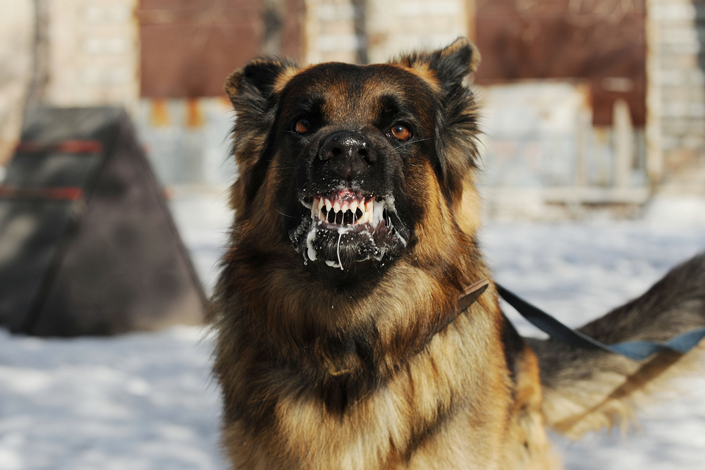 chien enragé