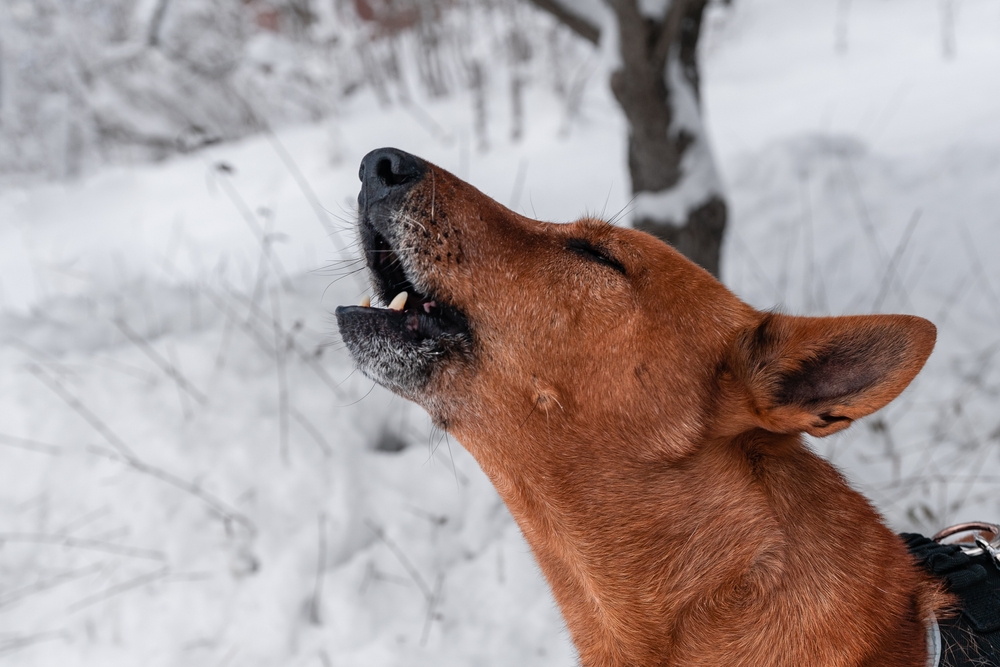 chien qui fait le loup