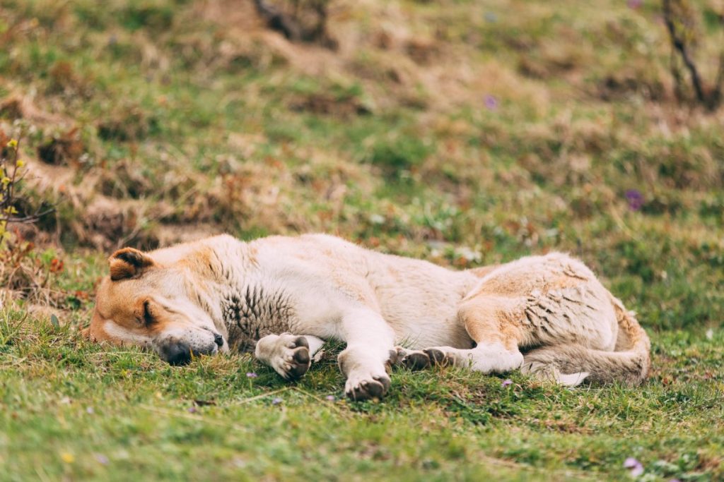 chien fatigué dort