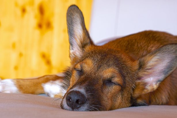 chien fatigué après une promenade