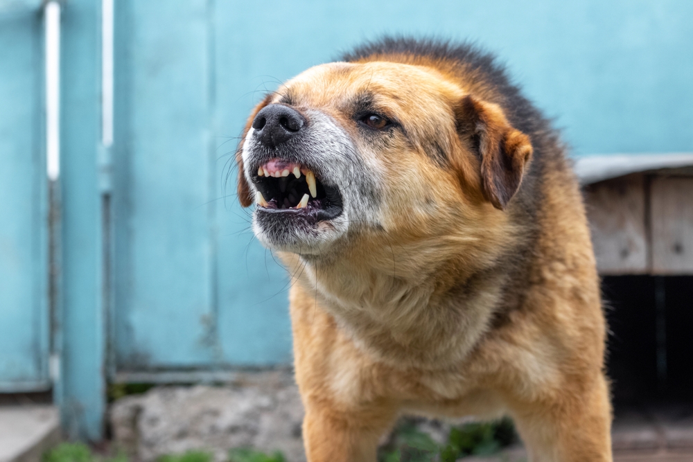 chien forme furieuse de la rage