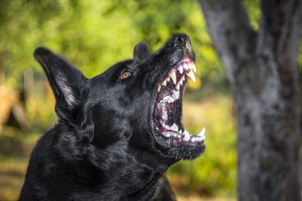 chien agressif grogne