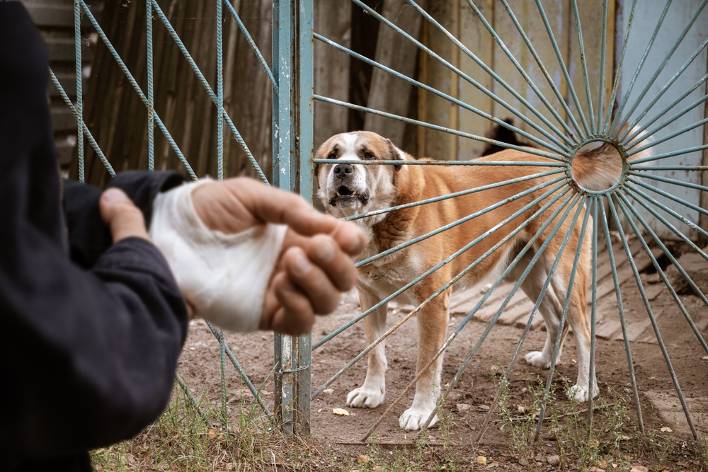 humain mordu par un chien qui a la rage