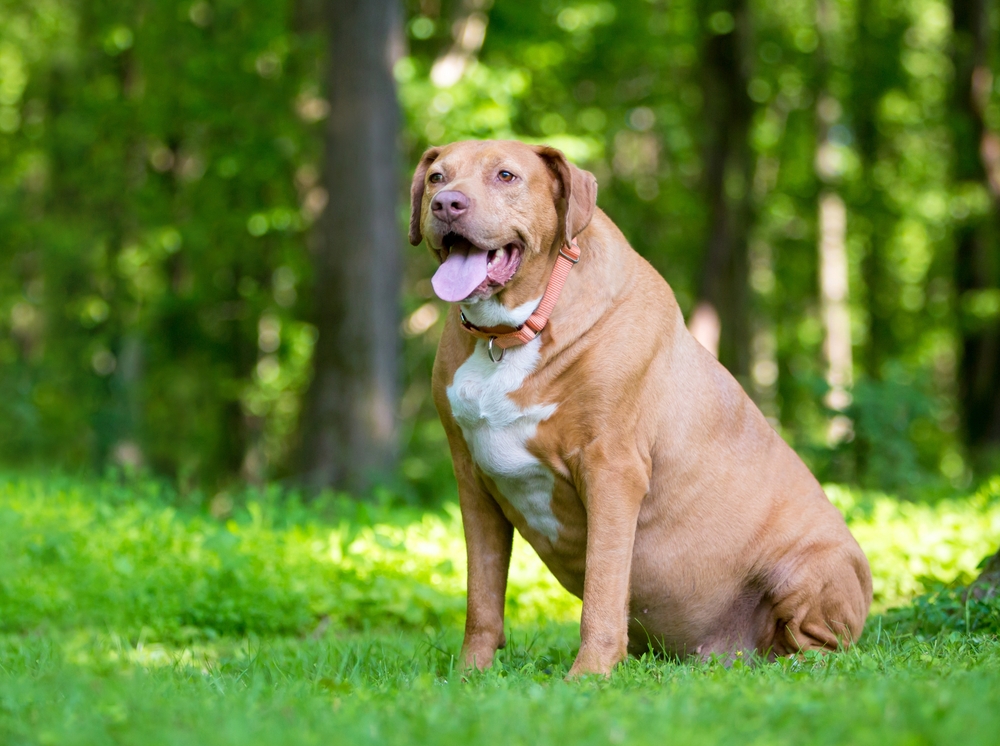 chien obèse