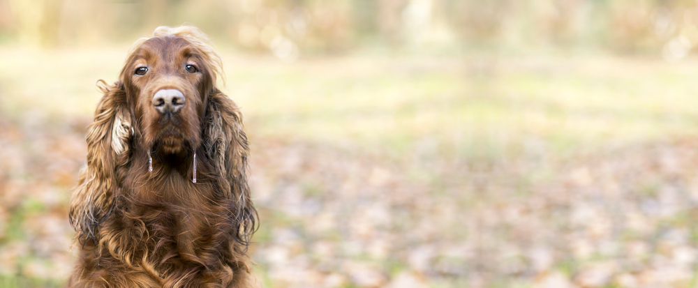 chien qui bave