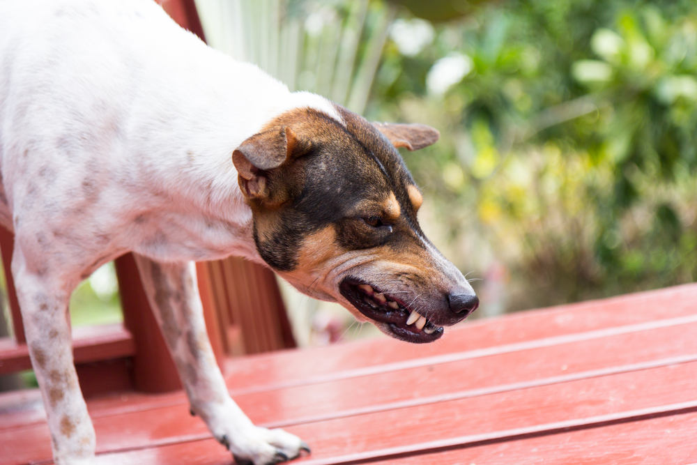 chien qui grogne