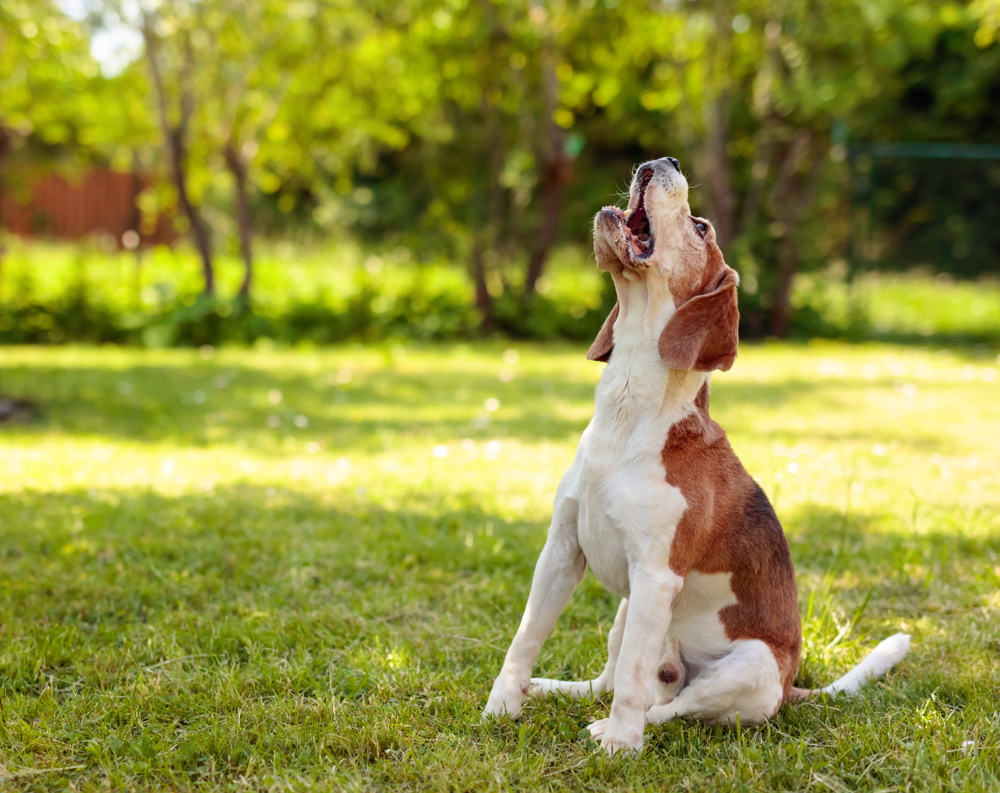 chien qui hurle comme un loup