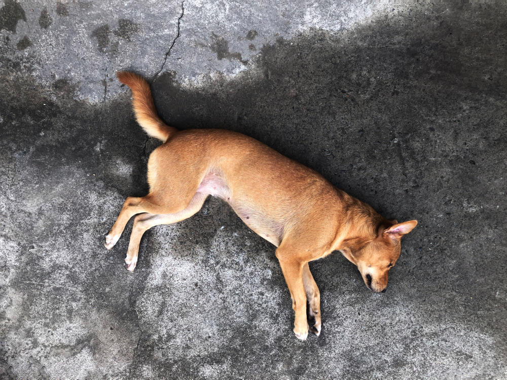 chien forme paralytique de la rage