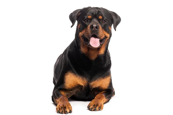 Photo d'un rottweiler couché