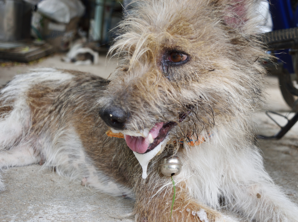 chien salivation excessive