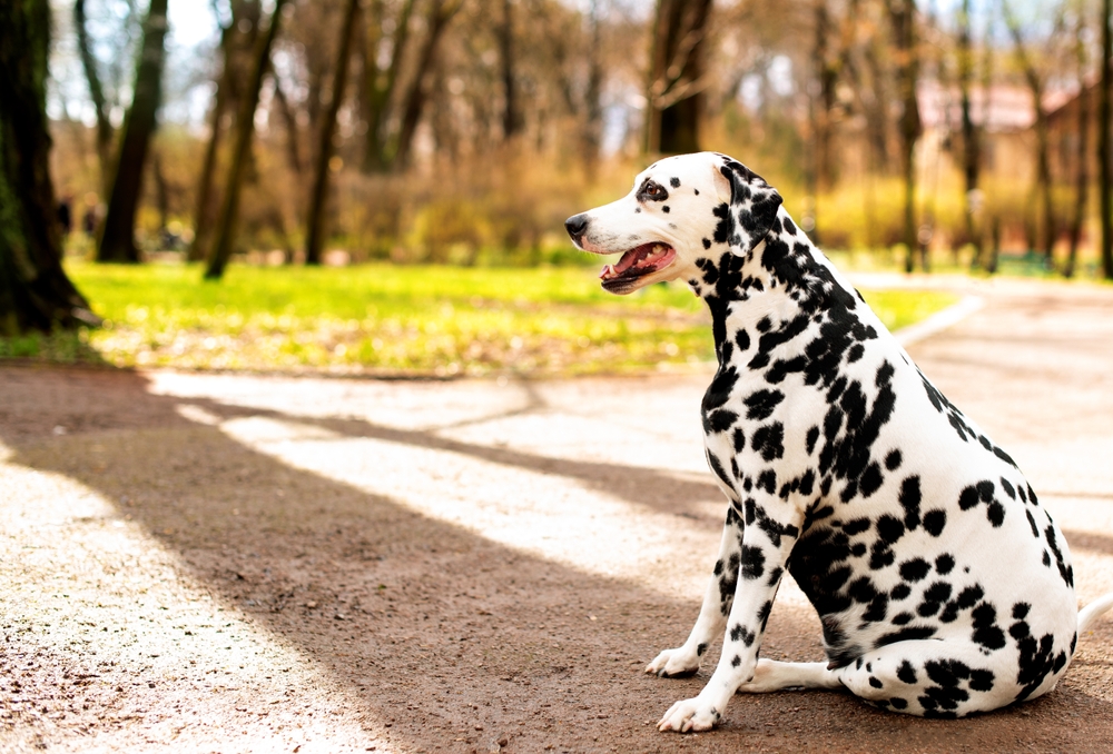 chien trop gros