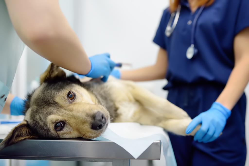 chien_allongé_table_auscultation_chez_vétérinaire