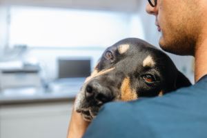 Chien épileptique : symptômes, causes et traitements image