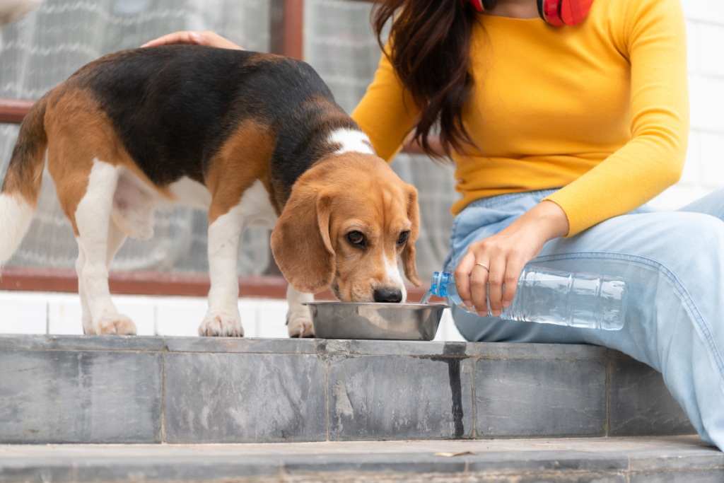 chien_beagle_boit_dans_gamelle_a_cote_de_sa_propriétaire_assise_sur_des_marches_et_versant_une_bouteille_dans_gamelle