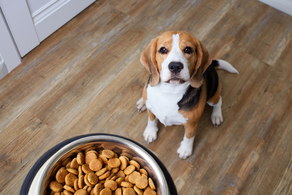 chien_beagle_regarde_gamelle_de_croquettes_tenue_en_hauteur