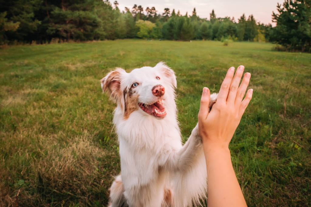 chiot_golden_retriever_chez_le_veterinaire