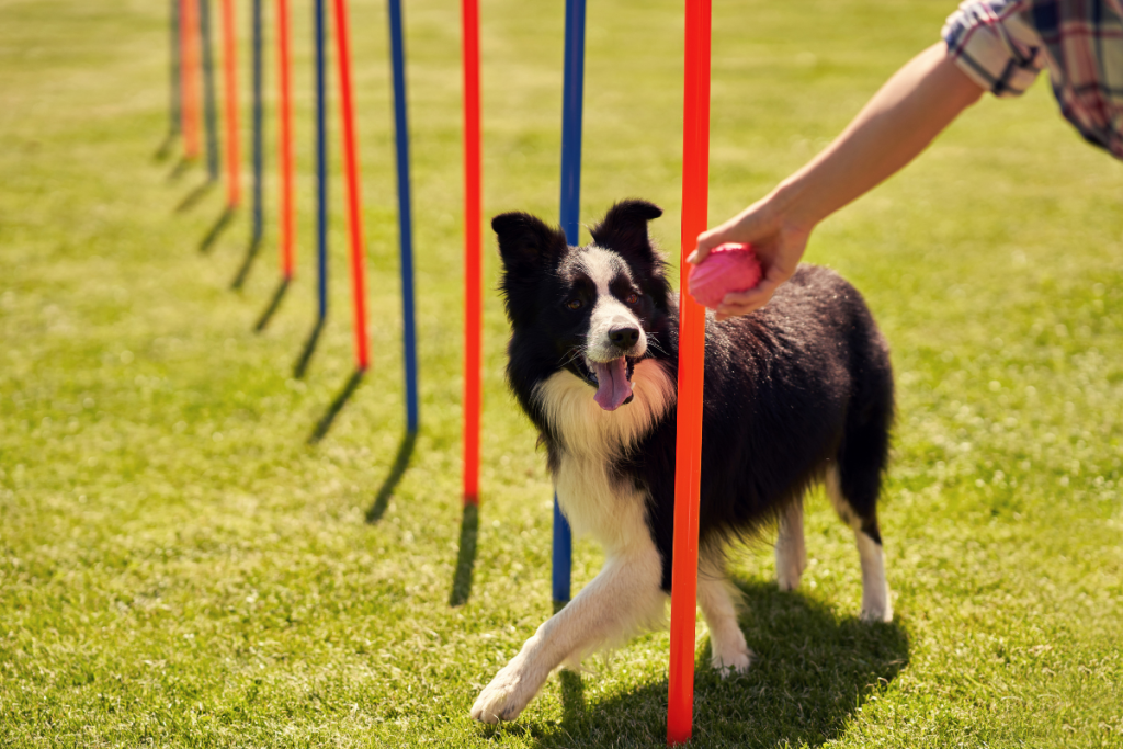 chien_border_collie_parcourt_un_slalom_d_agility.