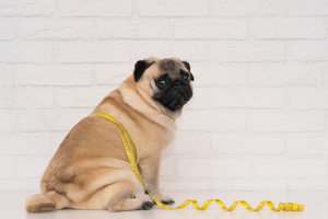 Qu&rsquo;est-ce que le diabète chez le chien ? image