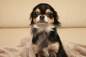 Pourquoi mon chien tremble ? image