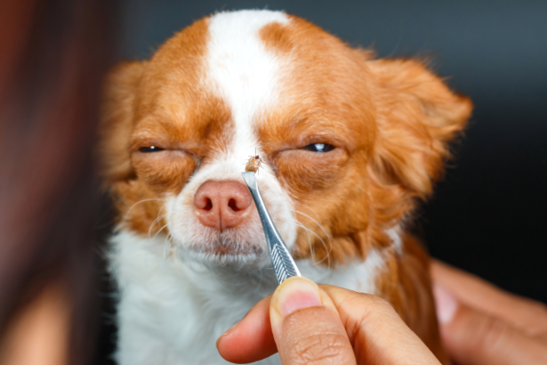 chien_chihuahua_plisse_les_yeux_avec_une_tique_tenue_devant_son_museau_par_une_pince.