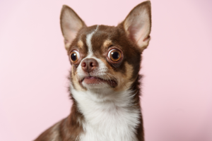 Castration du chien : avantages et inconvénients image