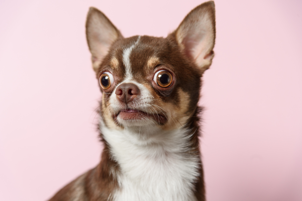 chien_chihuahua_yeux_exorbités_langue_sortie