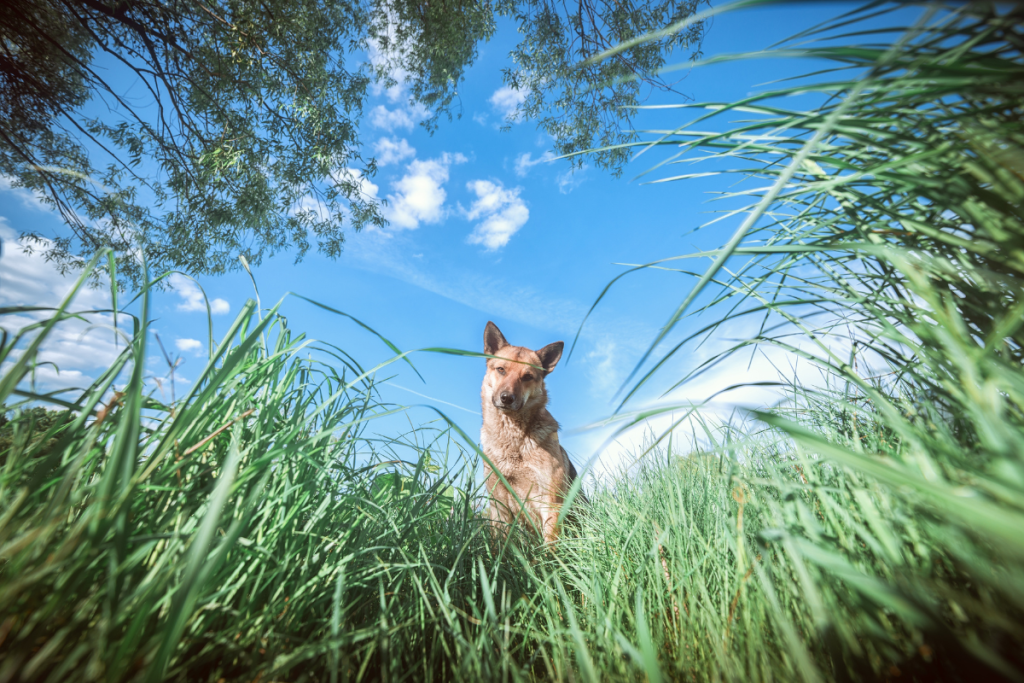chien_dans_herbe_haute_photographie_en_grand_angle_au_niveau_herbe