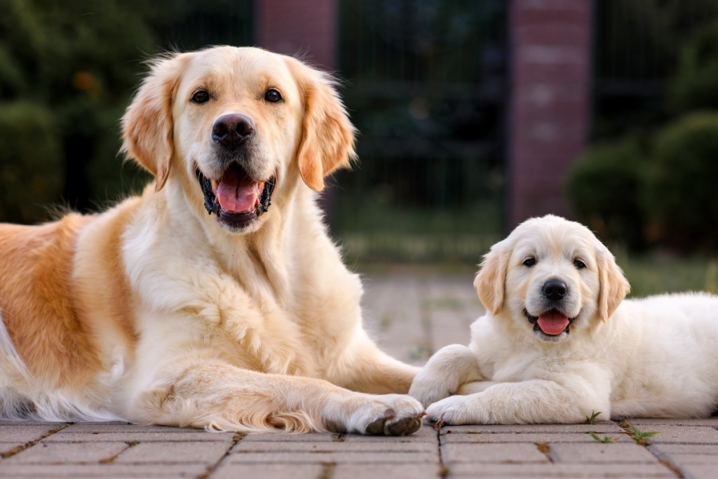 chien_golden_retriever_allongé_avec_chiot_golden