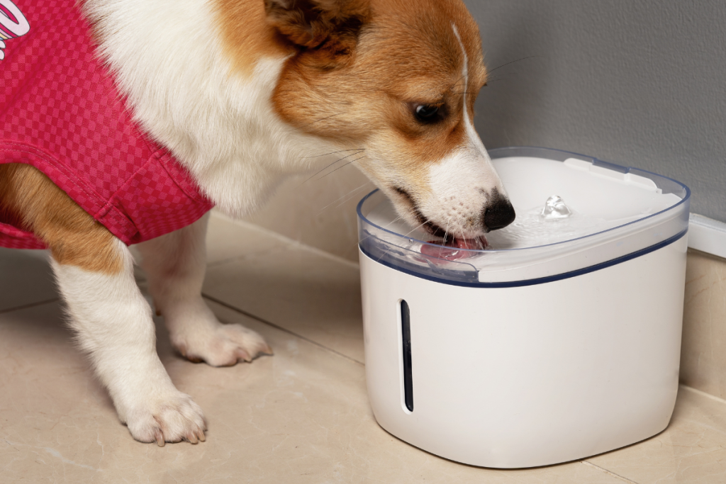 chien_leche_eau_qui_tombe_d_une_gourde_au_dessus_de_lui