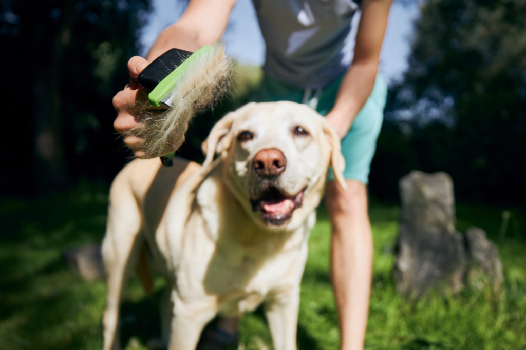 chien_labrador_se_fait_brosser_dans_un_jardin
