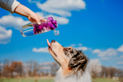 chien_leche_eau_qui_tombe_d_une_gourde_au_dessus_de_lui