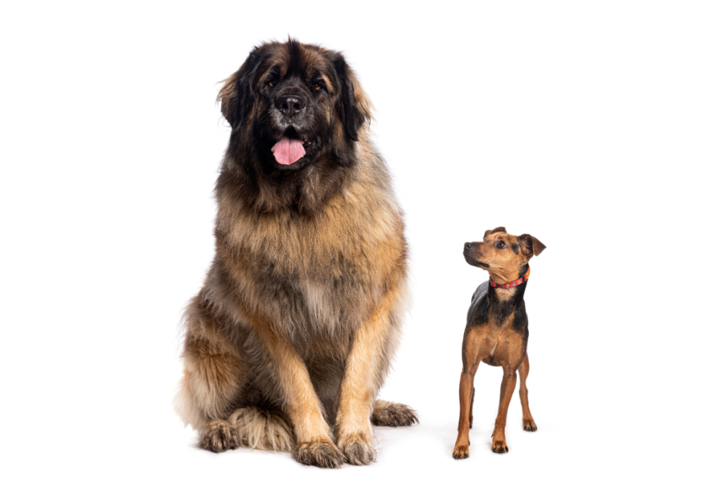 chien_leonberg_assis_a_cote_d_un_tout_petit_chien_qui_le_regarde