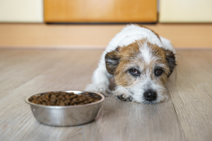Diarrhée du chien : les causes et les traitements image