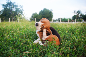 Pourquoi mon chien se gratte ? image