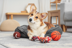 Stérilisation du chien : pour ou contre ? image