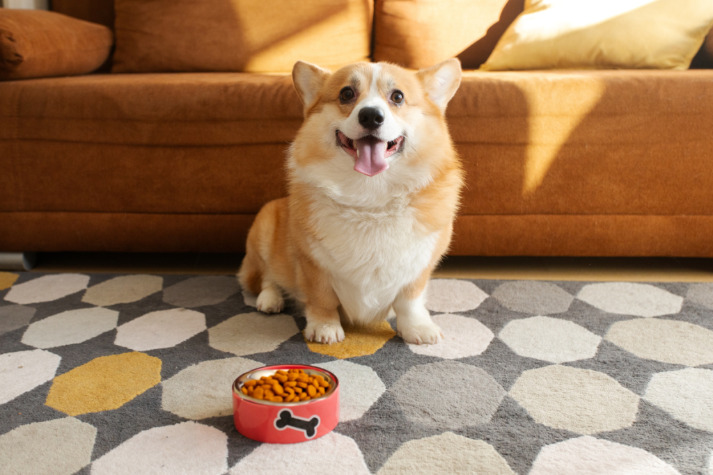 chien_race_corgie_assis_devant_une_gamelle_de_croquettes
